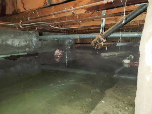 Best Water damage cleanup near me  in Moulton, AL