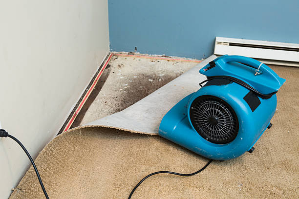 Best Mold removal after water damage  in Moulton, AL